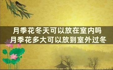 月季花冬天可以放在室内吗 月季花多大可以放到室外过冬